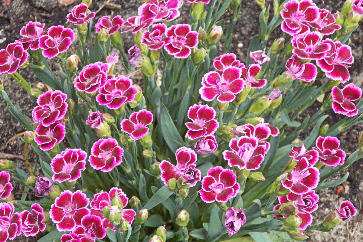 Carnation Perennial Flower seeds for Planting Low Maintenance Heirloom & GMO Free Seeds for Home Garden
