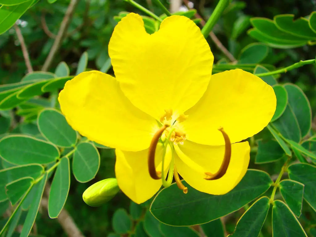 Cassia Occidentalis Flower seeds for Planting Vibrant Colors Heirloom & GMO Free Seeds for Home Garden