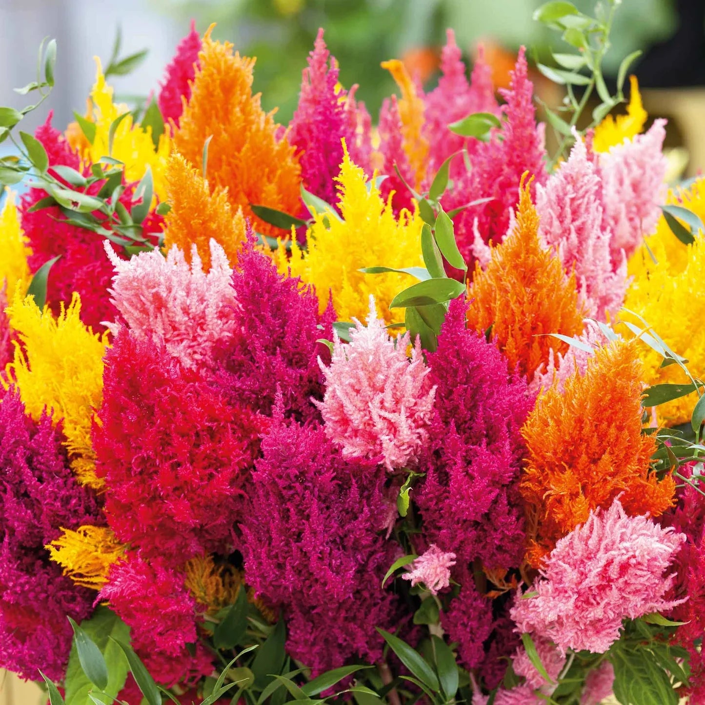 Heirloom Celosia Flower seeds for Planting Easy to Grow Heirloom & GMO Free Seeds for Home Garden