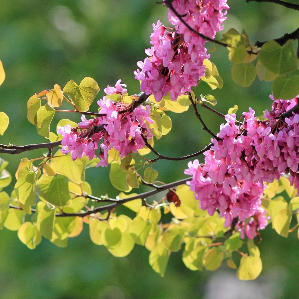 Heirloom Cercis Siliquastrum Flower seeds for Planting Easy to Grow Heirloom & GMO Free Seeds for Home Garden
Sale