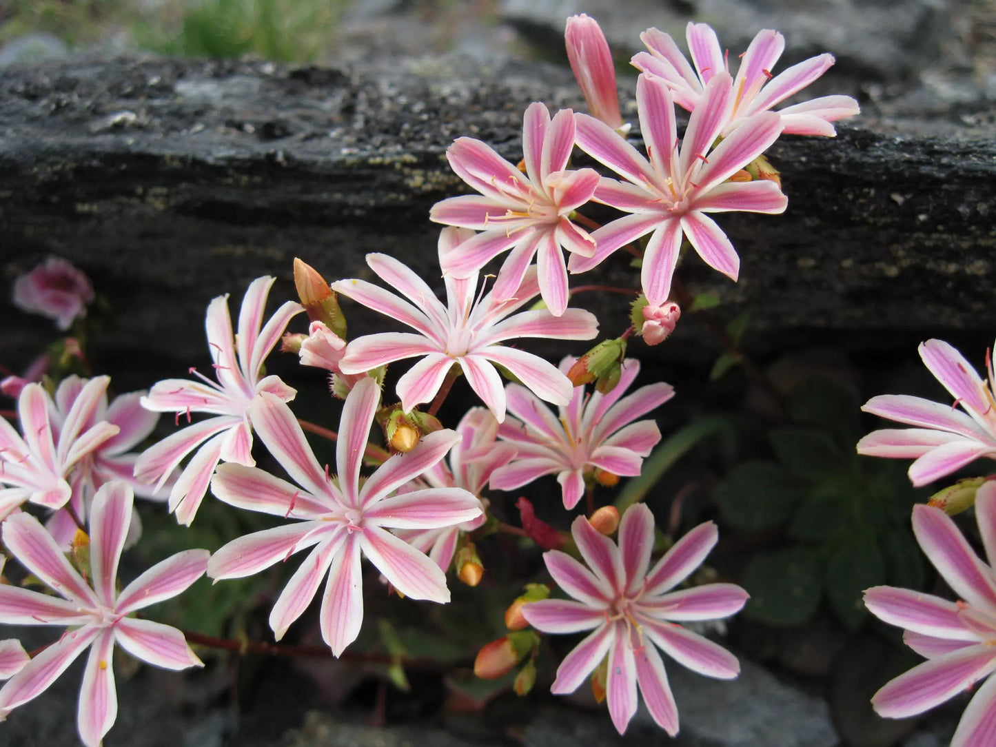 Pink Cotyledon Flower seeds for Planting - Premium Quality, Heirloom & GMO Free Seeds for Home Garden