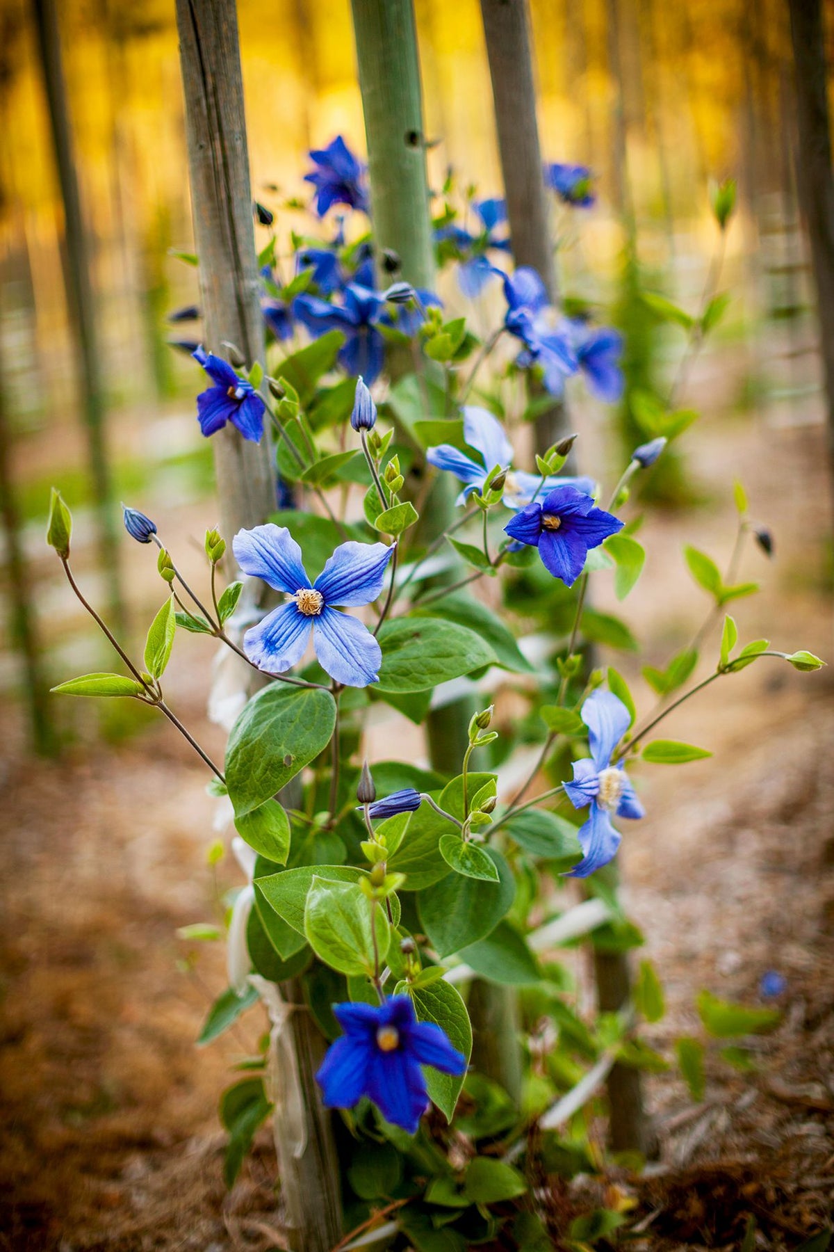 Vibrant Turquoise Flower Seeds For Colorful Planting