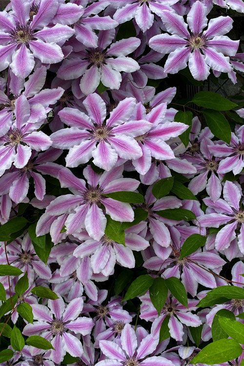Nelly Moser Flower seeds for Planting Wildflower Mix Heirloom & GMO Free Seeds for Home Garden