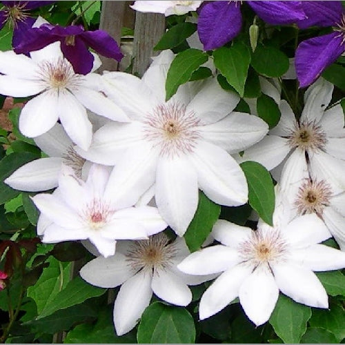 Clematis Flower seeds for Planting Shade Tolerant Heirloom & GMO Free Seeds for Home Garden