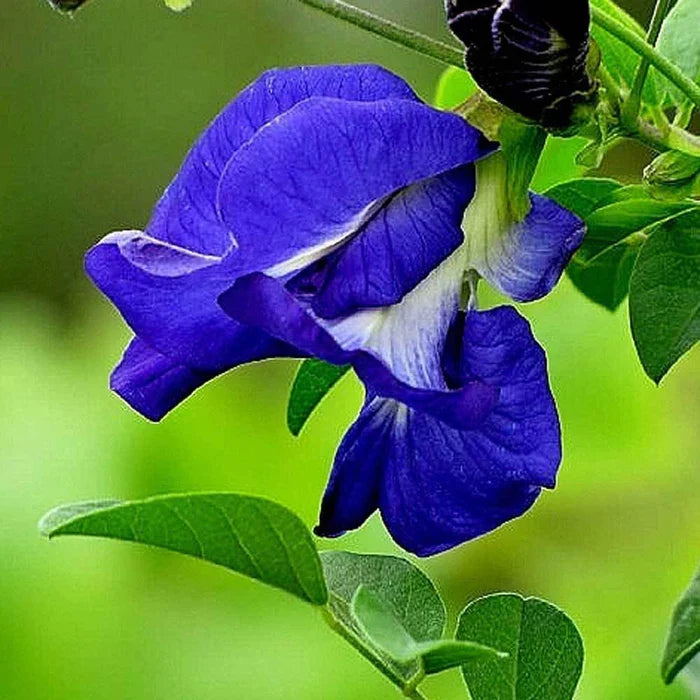 Pinellia Flower seeds for Planting Pollinator Friendly Heirloom & GMO Free Seeds for Home Garden