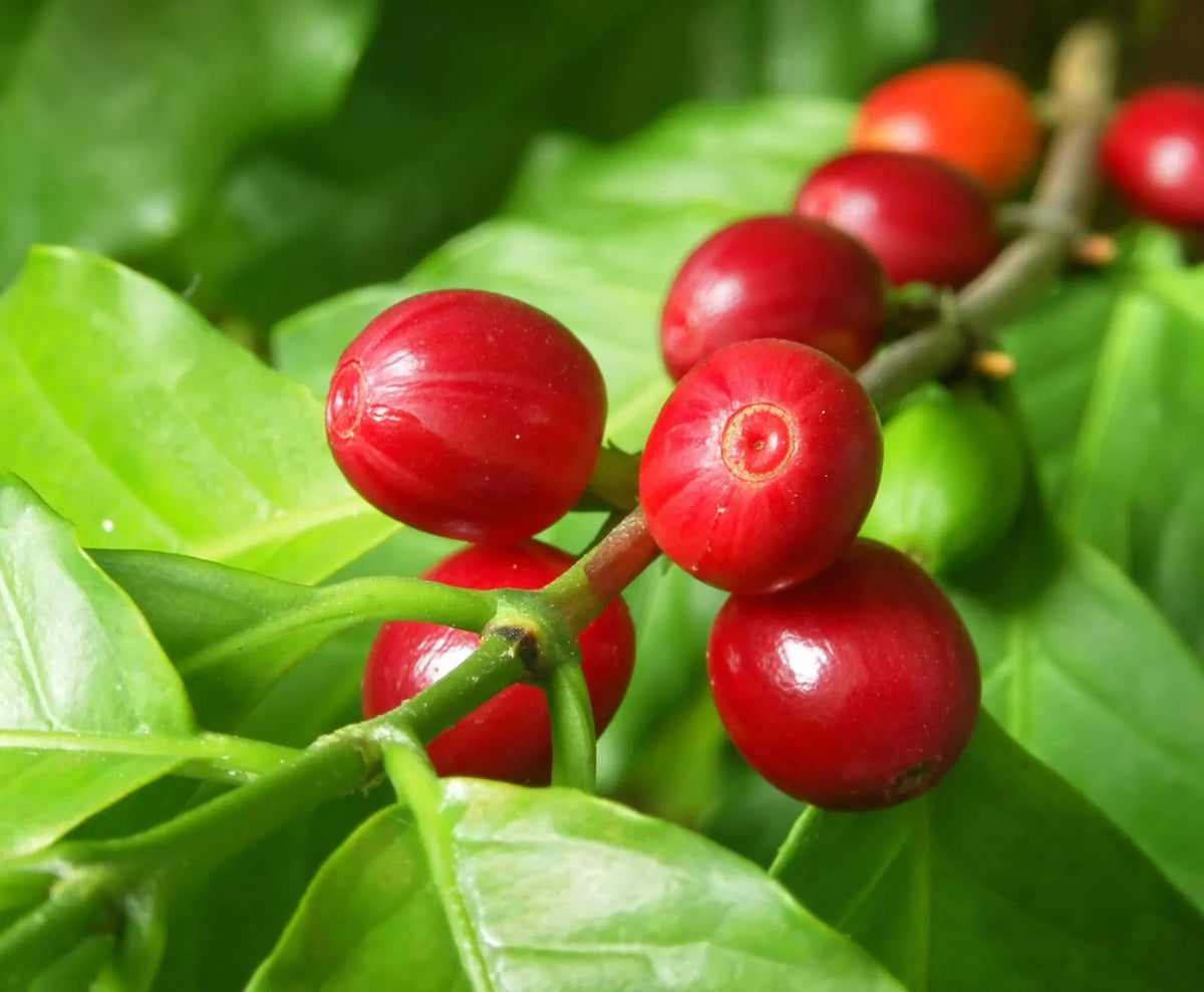 Arabica Coffee Tree (Coffea arabica) Shrub Seeds – Grow Your Own Coffee!