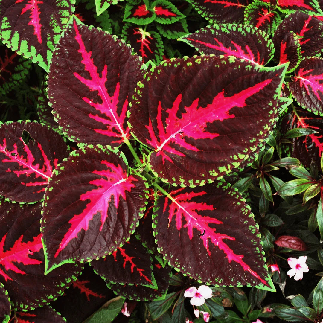 Green Pink Coleus Flower seeds for Planting Colorful Display Heirloom & GMO Free Seeds for Home Garden
