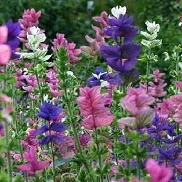 Colorful Tricolor Clary Sage flowers in a summer garden