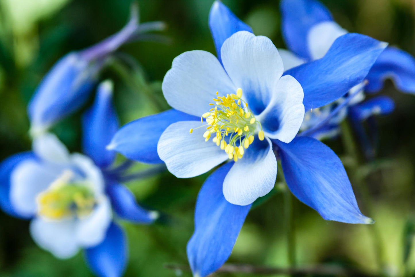 Columbine Flower seeds for Planting Sun Loving Heirloom & GMO Free Seeds for Home Garden