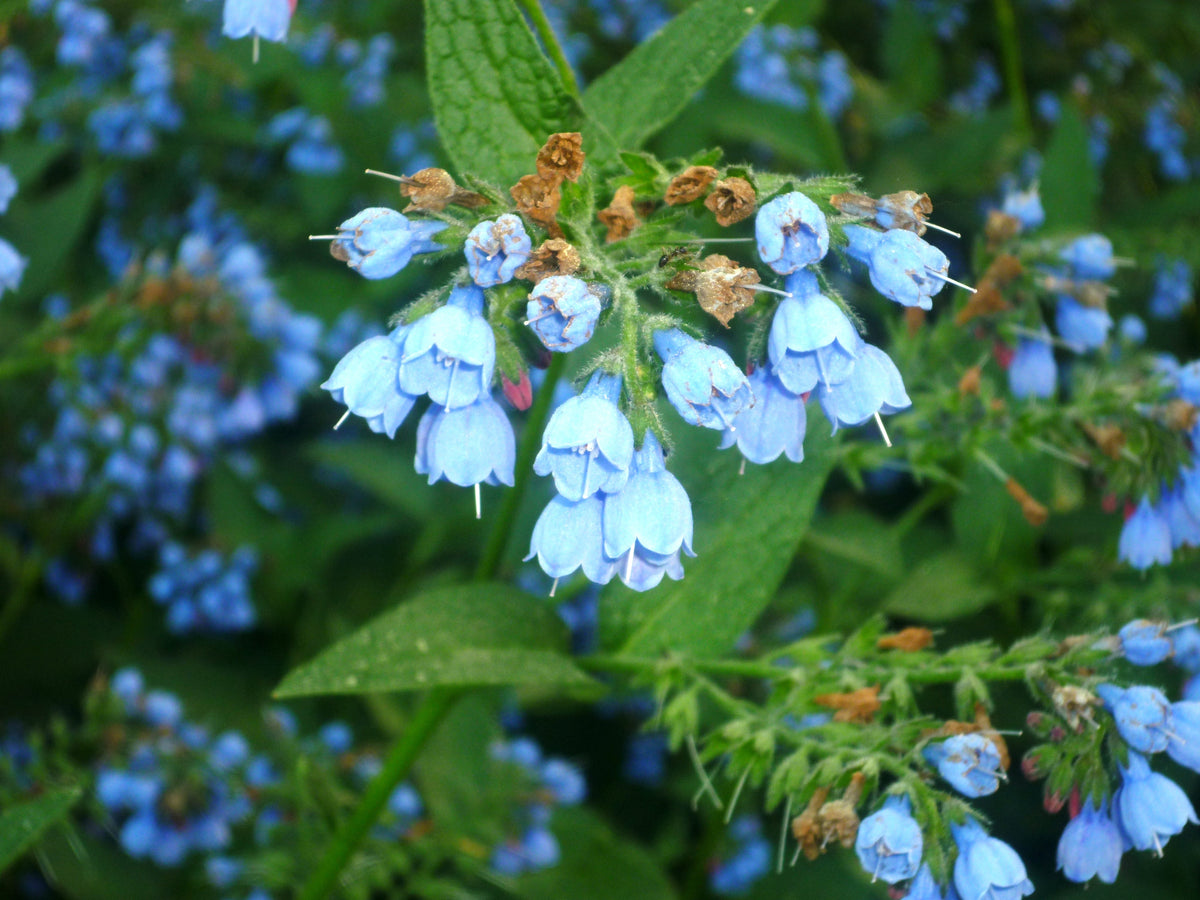 Comfrey Flower seeds for Planting Long Bloom Season Heirloom & GMO Free Seeds for Home Garden