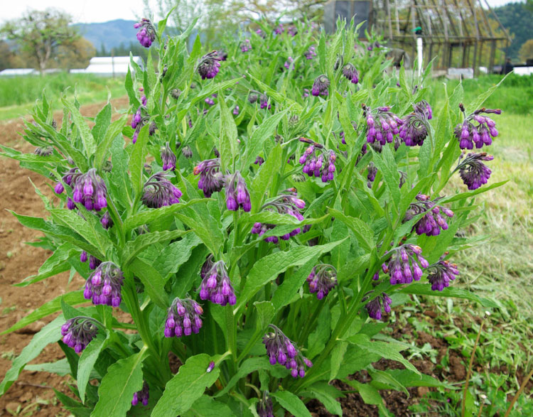 Comfrey Symphytum officinale heirloom seeds