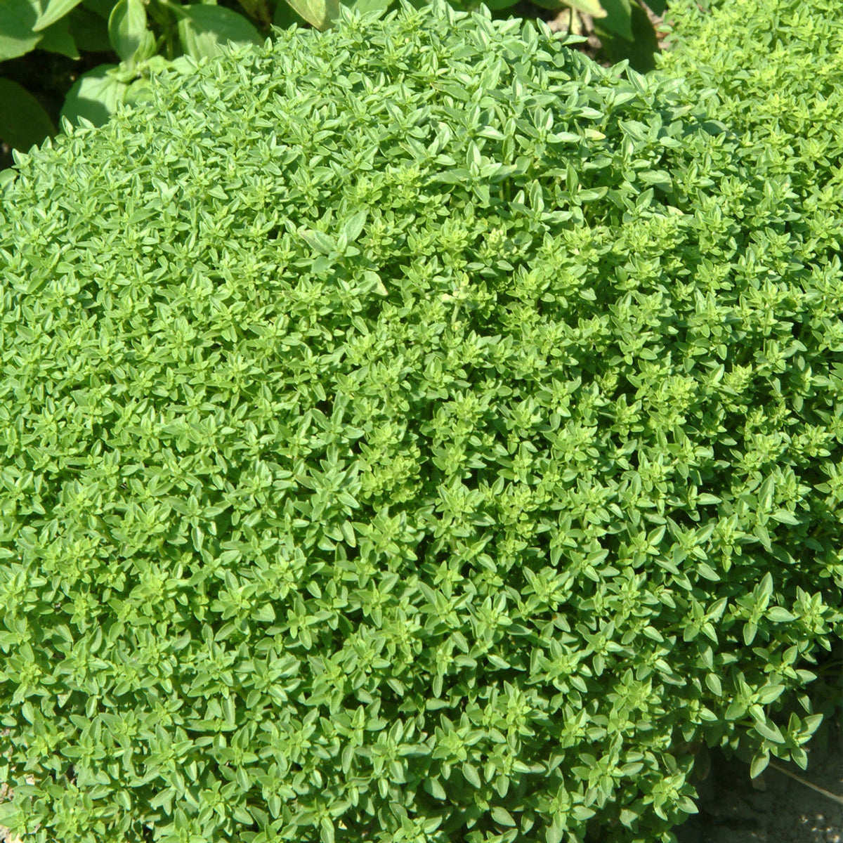 Compact Spicy Bush Basil used as edging in herb gardens grown from seeds