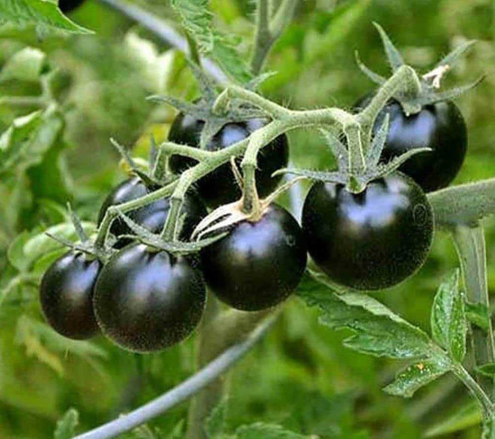 Big Huge Black Tomato seeds suitable for container planting and raised beds