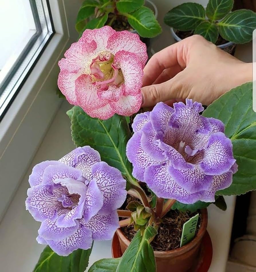 Pink & White Gloxinia Flowers in Pots