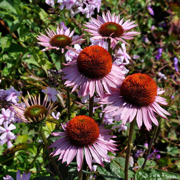 Echinacea Lustre Flower seeds for Planting Sun Loving Heirloom & GMO Free Seeds for Home Garden