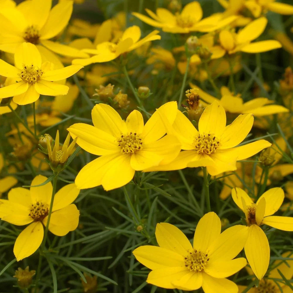 Heirloom Thelesperma Flower seeds for Planting Pollinator Friendly Heirloom & GMO Free Seeds for Home Garden