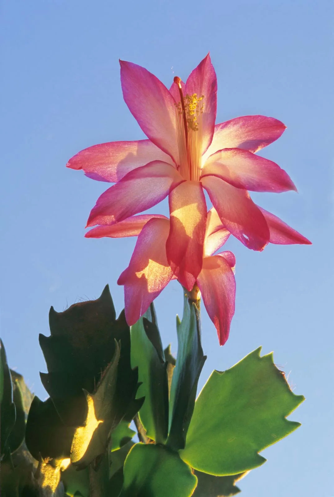 Schlumbergera Flower seeds for Planting Pollinator Friendly Heirloom & GMO Free Seeds for Home Garden