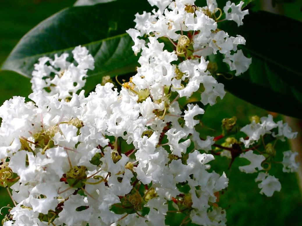 Crepe Myrtle Seedling Growing in Garden