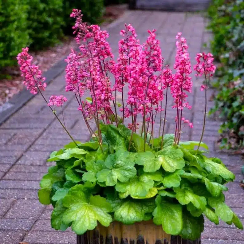 Heirloom Coral Bells Flower seeds for Planting Long Bloom Season Heirloom & GMO Free Seeds for Home Garden