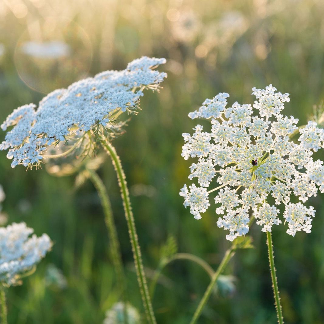 Queen Anne's Lace White Flower seeds for Planting - Cottage Garden Essential, Heirloom & GMO Free Seeds for Home Garden