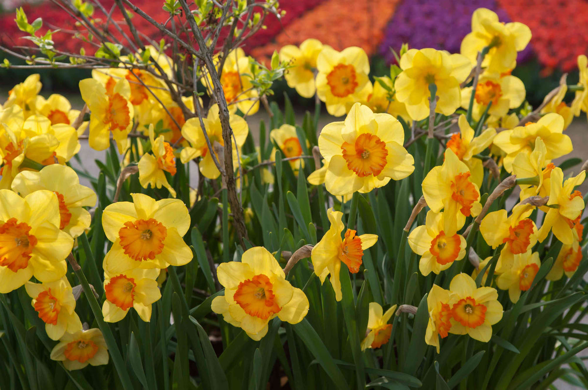 Spring Blooming Peach Daffodils