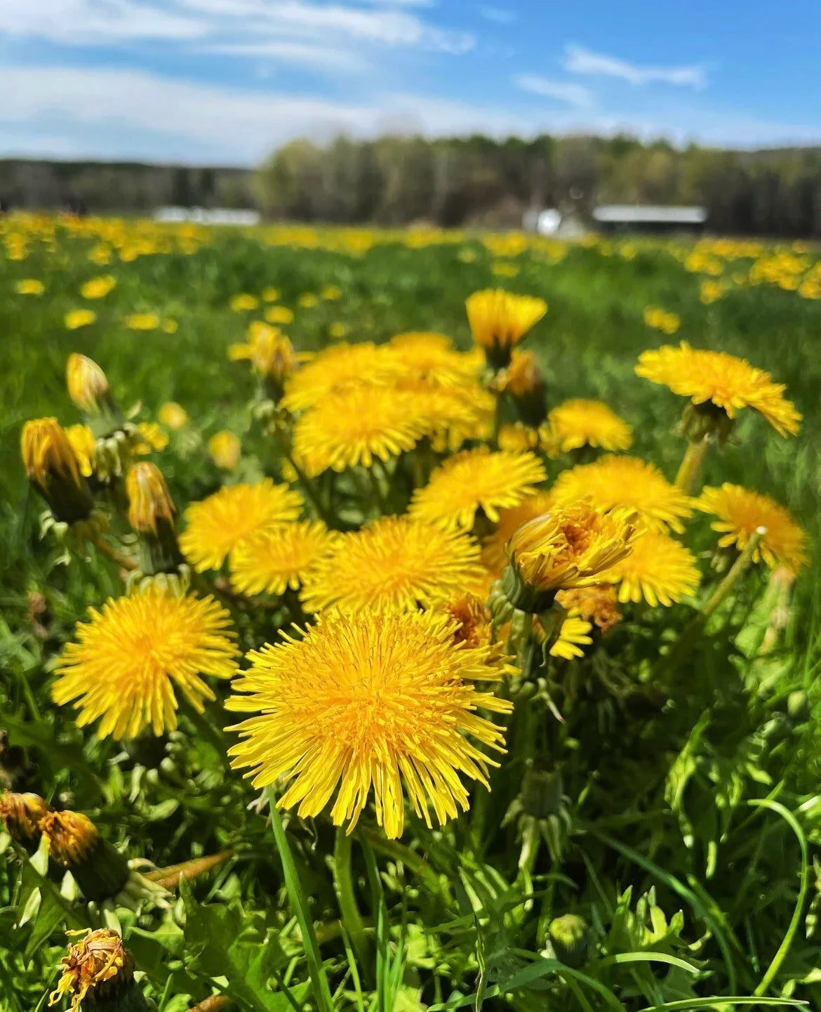 Dandelion Flower seeds for Planting Colorful Display Heirloom & GMO Free Seeds for Home Garden