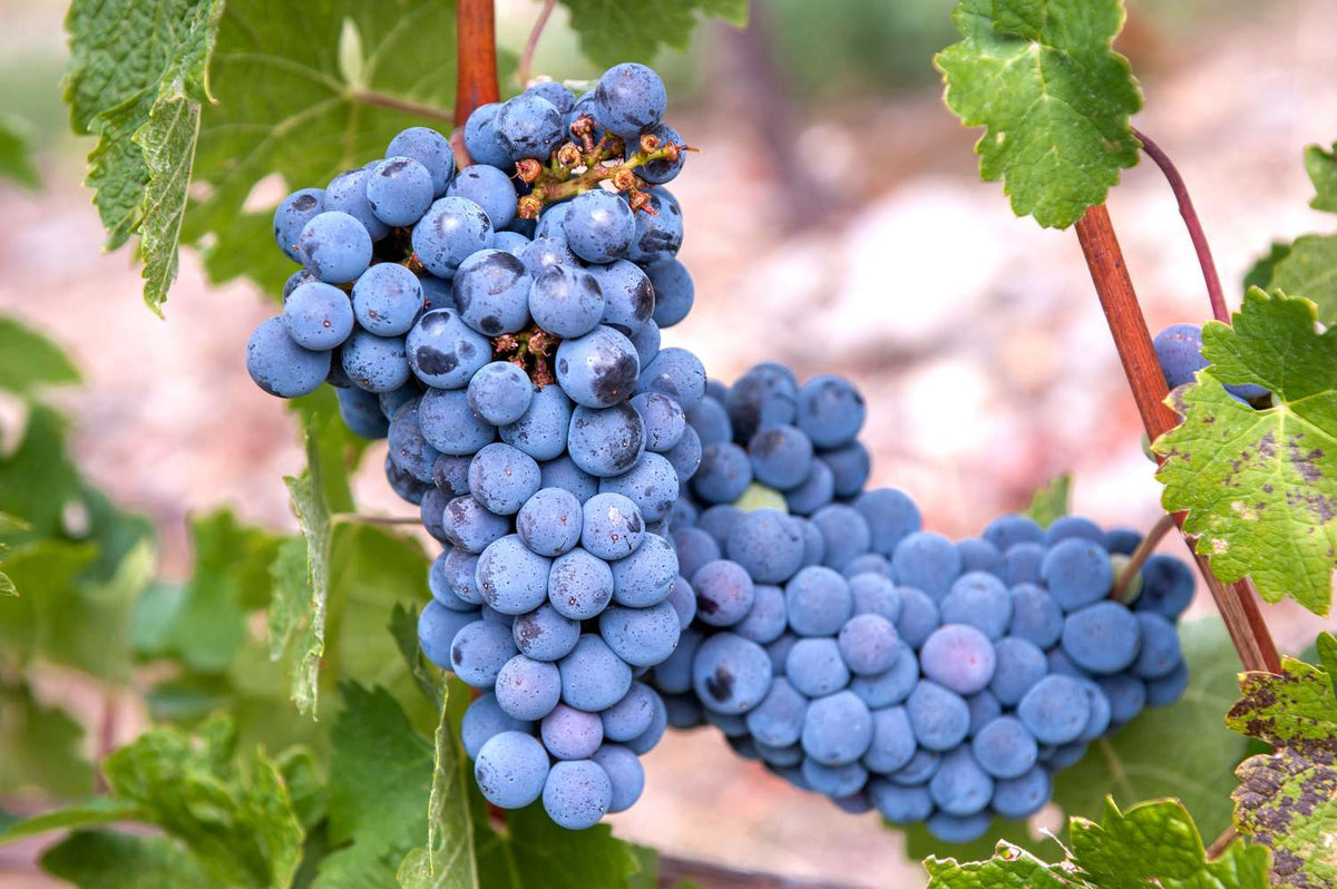 Step-by-Step Guide for Planting Dark Blue Grape Fruit Seeds in Your Garden