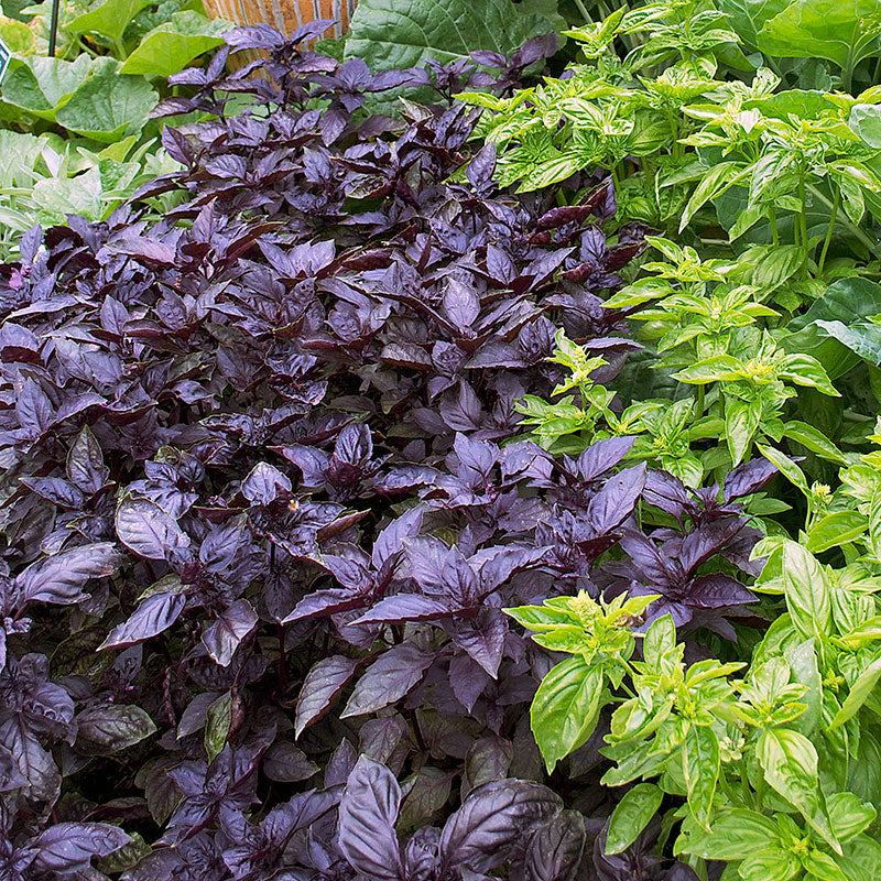 Young Dark Opal Basil Seedlings Growing in Containers