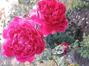 Deep Pink Roses Climbing Along Fence