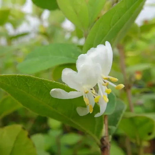 Lonicera Fragrantissima Flower seeds for Planting Wildflower Mix Heirloom & GMO Free Seeds for Home Garden