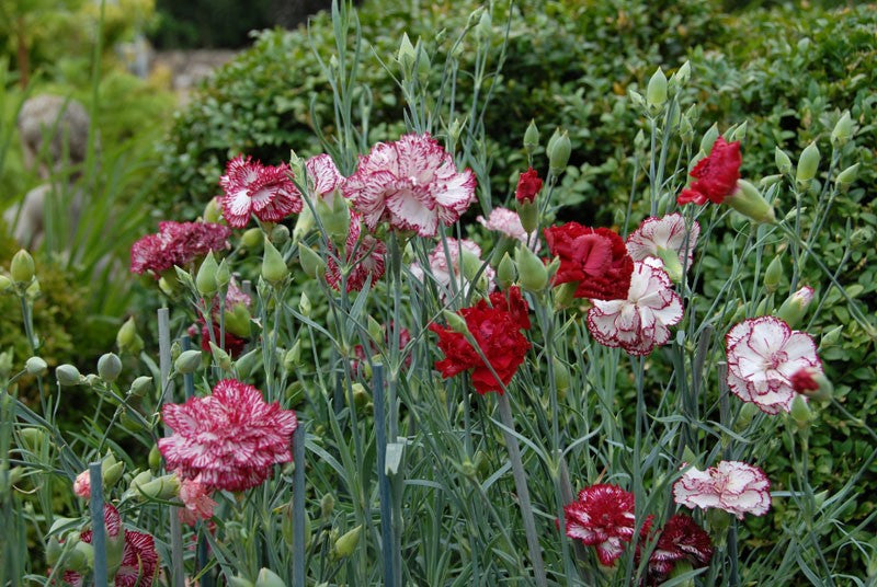 White Red Carnation Flower seeds for Planting Garden Favorite Heirloom & GMO Free Seeds for Home Garden