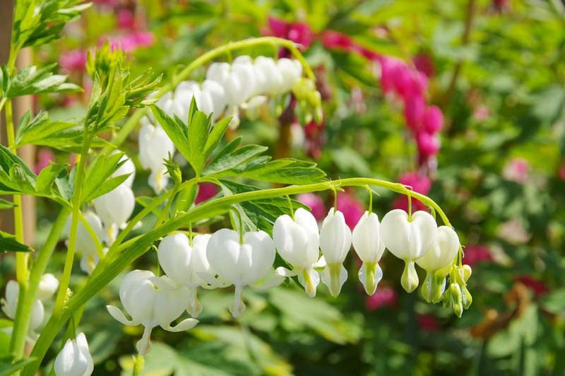 Heirloom Bleeding Hearts Flower seeds for Planting Drought Tolerant Heirloom & GMO Free Seeds for Home Garden