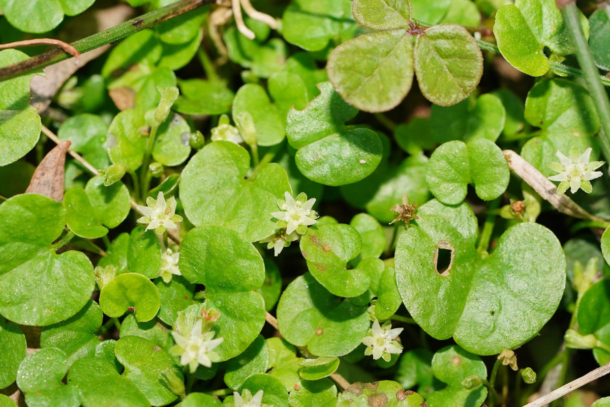 Dichondra Repen Flower seeds for Planting Low Maintenance Heirloom & GMO Free Seeds for Home Garden