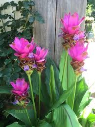 Curcuma Flower Seeds, Heirloom Non-GMO Organic Garden Seeds for Planting