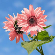 Bright Pink SunFlower seeds for Planting - Long Bloom Season, Heirloom & GMO Free Seeds for Home Gardens