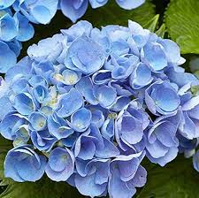 Sky Blue Green Geranium Flower Seeds for Planting - Hardy Variety, Heirloom & GMO Free Seeds for Home Garden