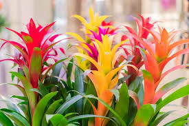 Mixed Bromeliad Tillandsia Flower seeds for Planting - Garden Favorite, Heirloom & GMO Free Seeds for Home Garden