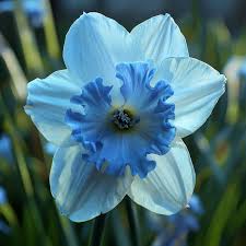 Blue Daffodils Flower seeds for Planting Cottage Garden Essential Heirloom & GMO Free Seeds for Home Garden