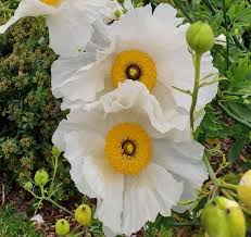 Coulteri Flower seeds for Planting - Cottage Garden Essential, Heirloom & GMO Free Seeds for Home Garden
