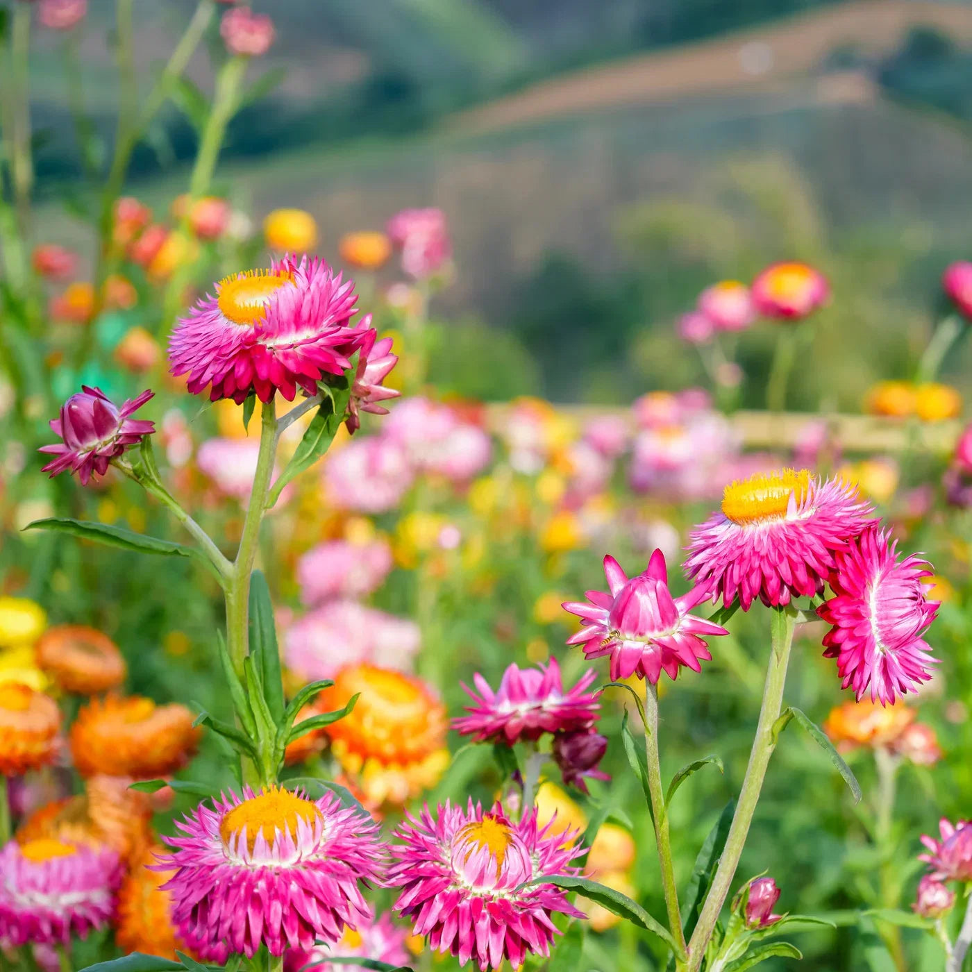 Heirloom StrawFlower seeds for Planting Sun Loving Heirloom & GMO Free Seeds for Home Garden