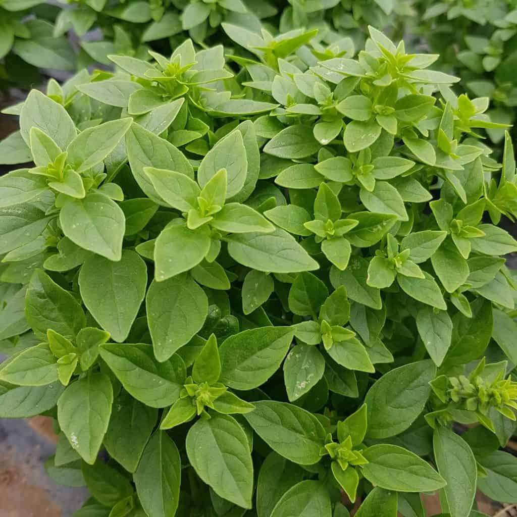 Dwarf Greek Basil seeds thriving in container and patio gardens