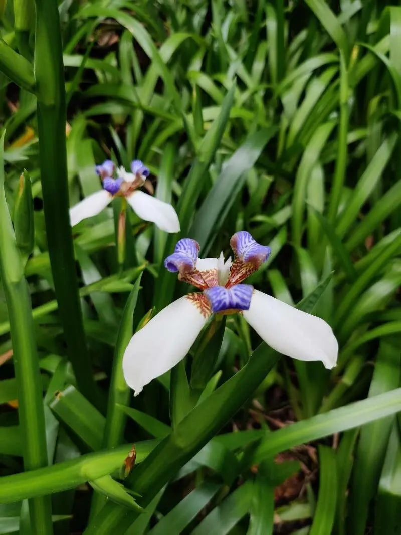Gracilis Flower seeds for Planting Colorful Display Heirloom & GMO Free Seeds for Home Garden