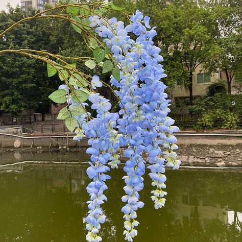 Blue Wisteria Flower seeds for Planting Seasonal Bloomer Heirloom & GMO Free Seeds for Home Garden