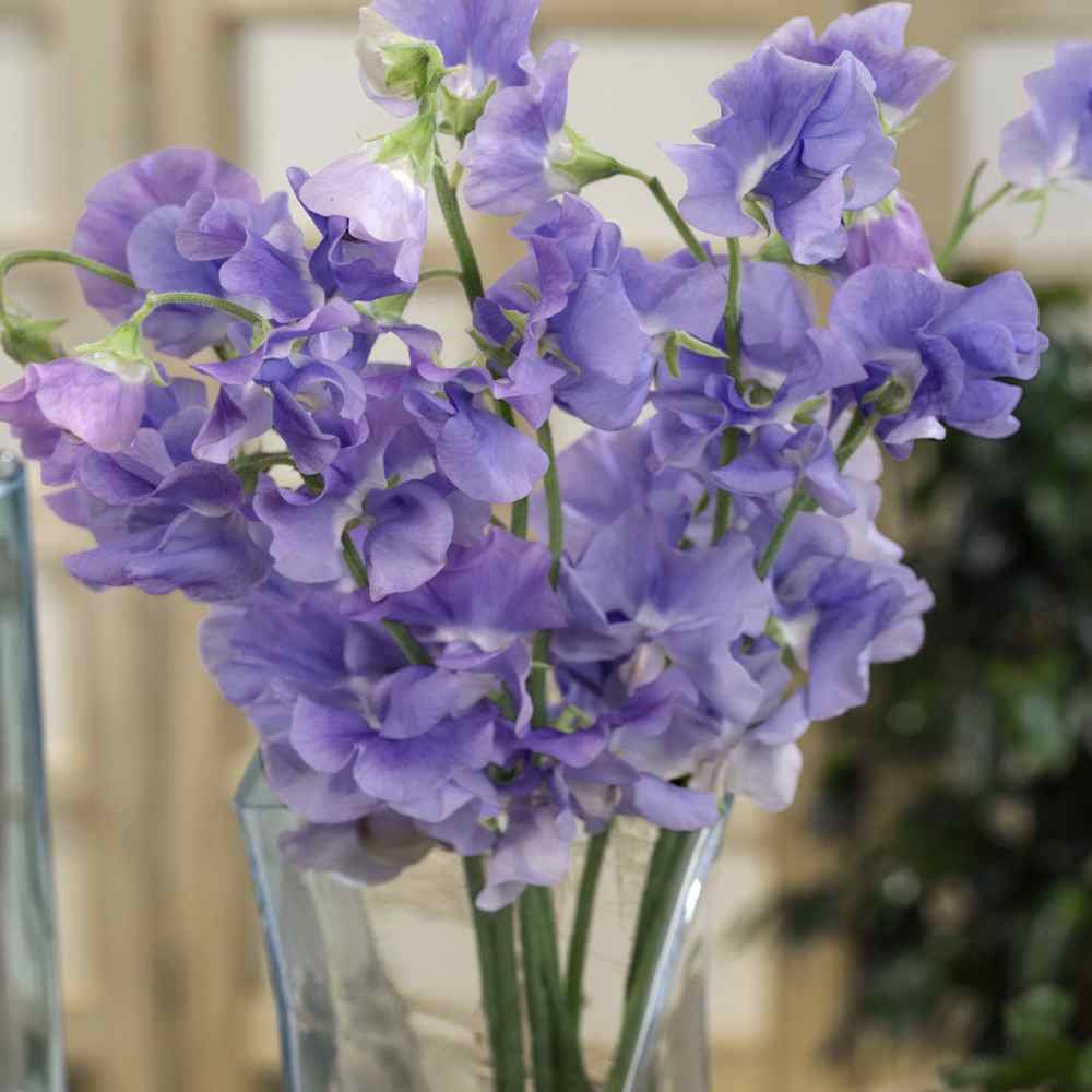 Easy-to-Grow Lavender Sweet Pea Seeds for Home Garden