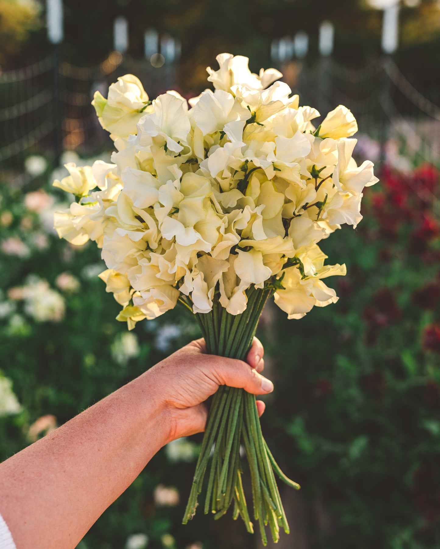 Easy-to-Grow Yellow Sweet Pea Seeds