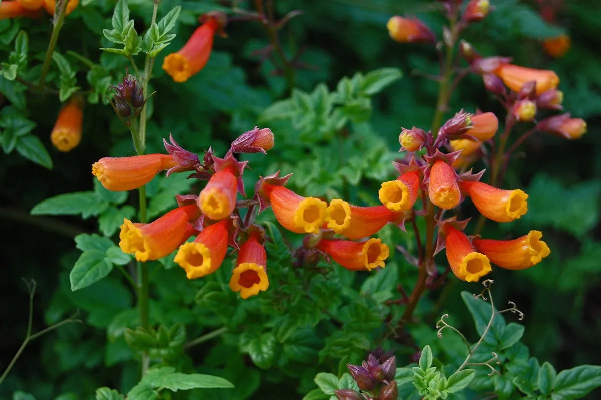 Eccremocarpus Scaber Flower seeds for Planting Colorful Display Heirloom & GMO Free Seeds for Home Garden