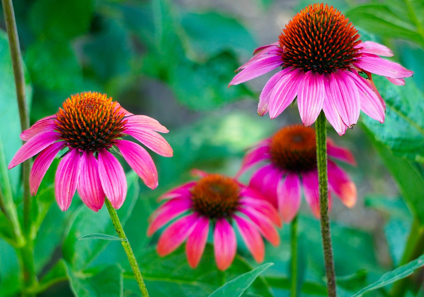 Coneflower Flower seeds for Planting Vibrant Colors Heirloom & GMO Free Seeds for Home Garden