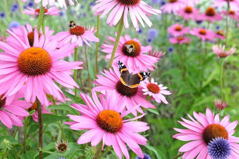 Sonnenhut Flower seeds for Planting Cottage Garden Essential Heirloom & GMO Free Seeds for Home Garden