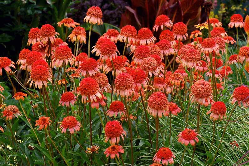 Echinacea Secret Lust Flower seeds for Planting Colorful Display Heirloom & GMO Free Seeds for Home Garden