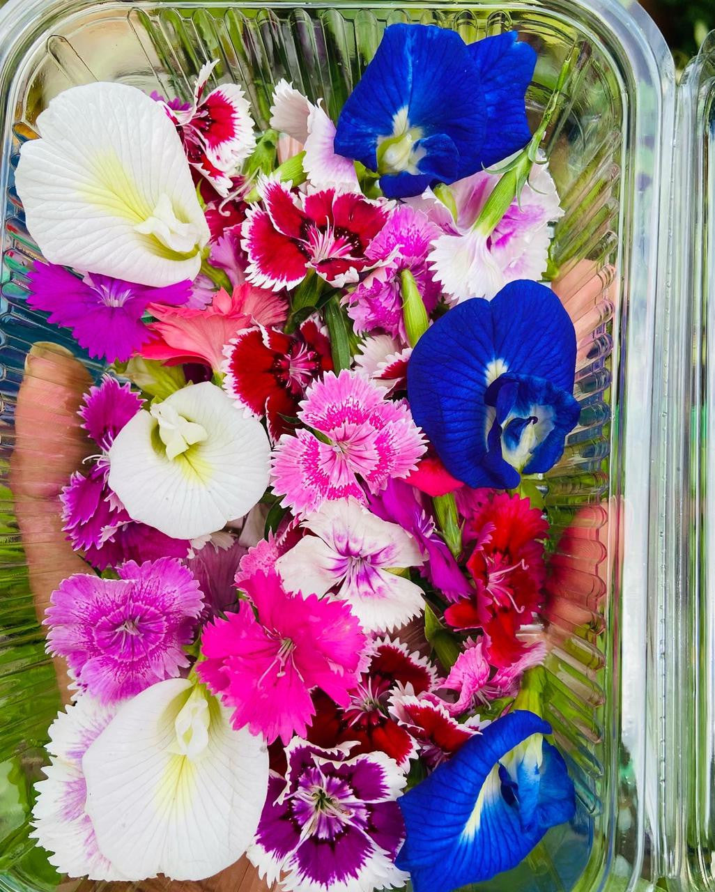 Mixed Edible Flower Seedlings Sprouting in Garden Bed